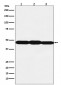 ESE1 Antibody
